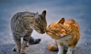 Como gatos domésticos estão ajudando cientistas a entender o câncer em humanos