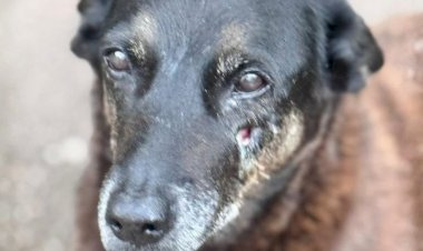 Cão Orelha: laudo após exumação não identifica lesões na cabeça, mas morte por trauma não é descartada