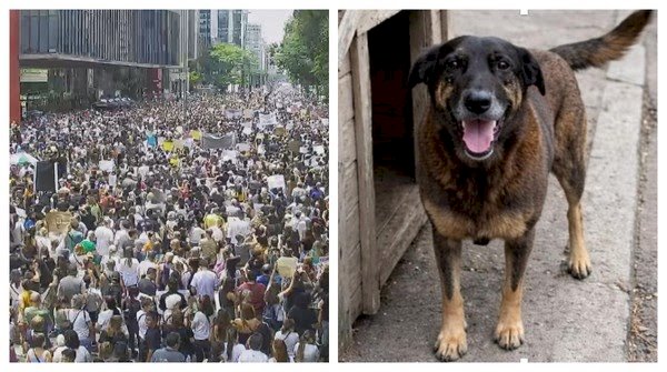 Manifestantes ocupam a Paulista e pedem justiça pela morte do cão Orelha