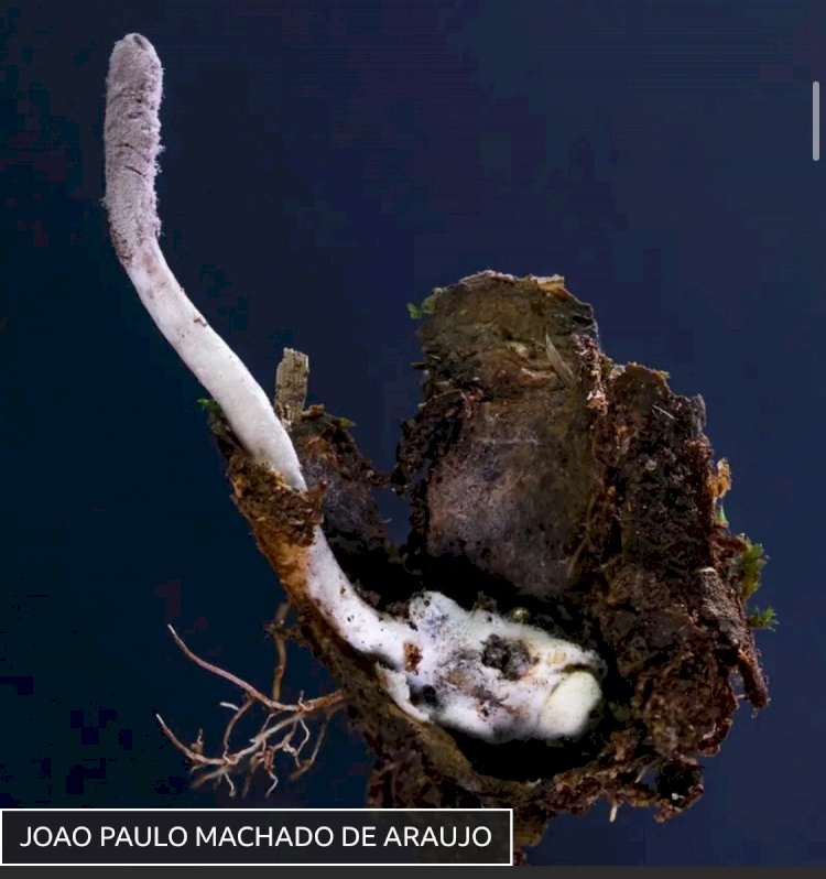 Novo fungo zumbi é descoberto na Mata Atlântica do Rio de Janeiro