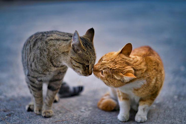 Como gatos domésticos estão ajudando cientistas a entender o câncer em humanos