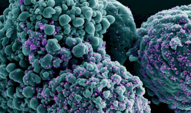 BA.3.2: Conheça a nova variante da Covid, já detectada em 23 países