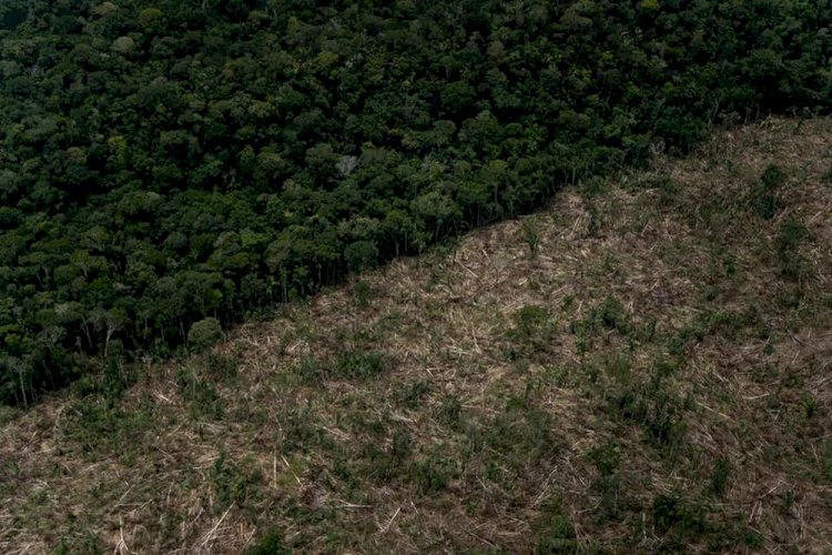 Amazonas reduz desmatamento em 32%, mas segue 2º no ranking da Amazônia Legal