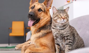 Governo institui regras da guarda compartilhada de pets em caso de divórcio