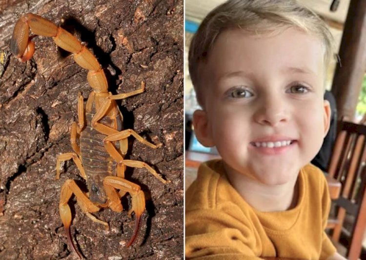 Pai vê falha em atendimento ao filho morto após picada de escorpião: 'Gritava de dor'