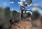 Helicóptero da dupla Henrique e Juliano cai em fazenda no Tocantins