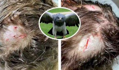 Primeiro ataque de harpia a humano já documentado no mundo ocorre na Amazônia e acende alerta sobre perseguição à espécie; entenda