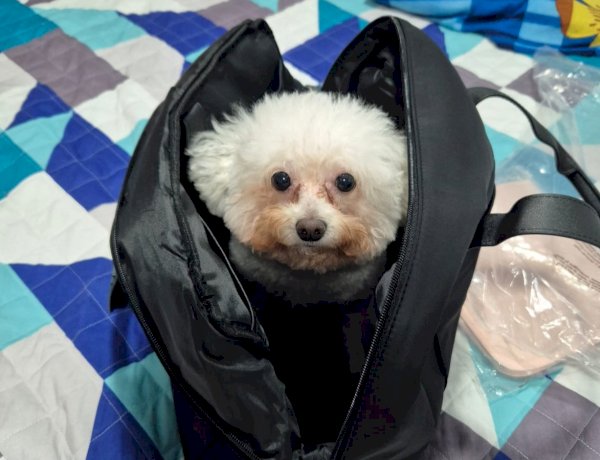 Estressados e com medo: mais de 84% dos cães sofrem de ansiedade, aponta novo estudo; entenda