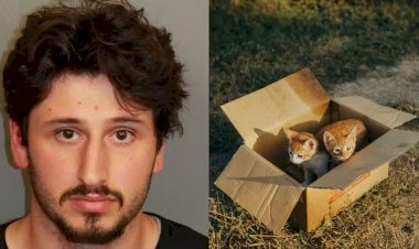 Homem é preso nos EUA após jogar cinco filhotes de gato pela janela de carro em movimento; animais morreram atropelados