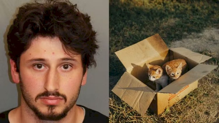 Homem é preso nos EUA após jogar cinco filhotes de gato pela janela de carro em movimento; animais morreram atropelados